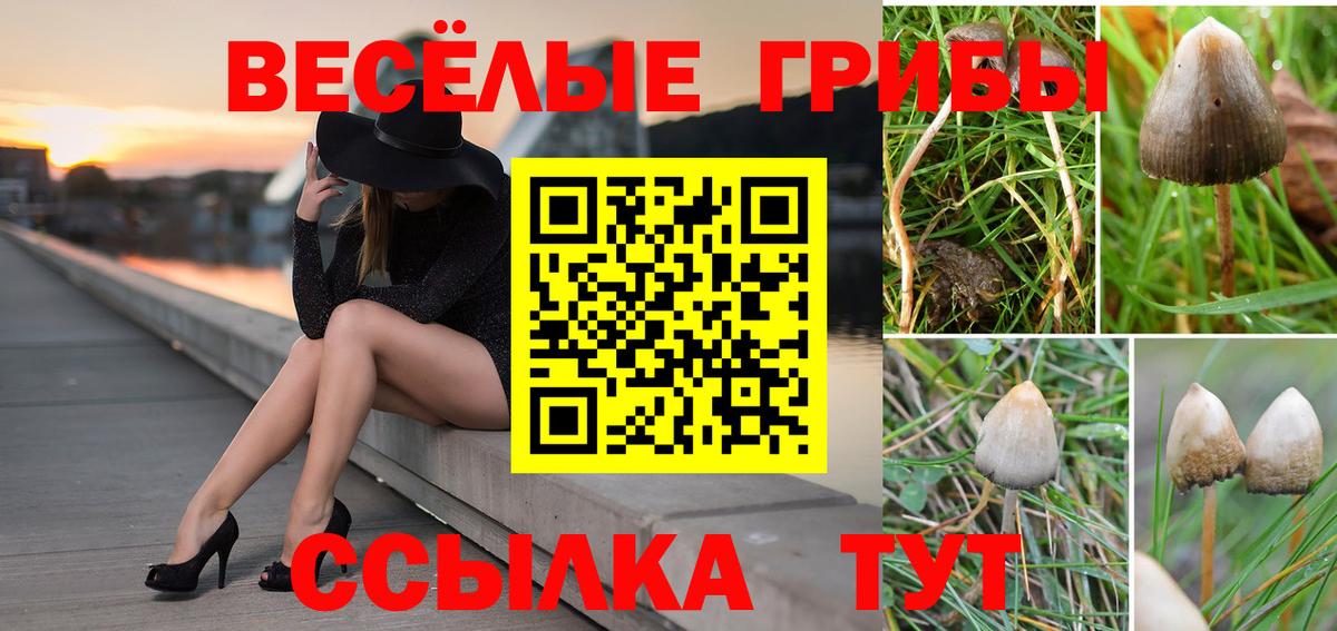 Галлюциногенные грибы прущие грибы Пятигорск